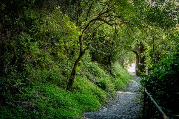 Paesaggio Naturale Sul Sentiero Escursionistico Rheinsteig Sankt Goarshausen — Foto Stock