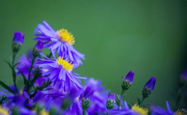 정원에 보라색 꽃송이들 — 스톡 사진