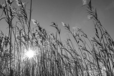 Sazlık bitkileri parlak gün ışığında siyah ve beyaz