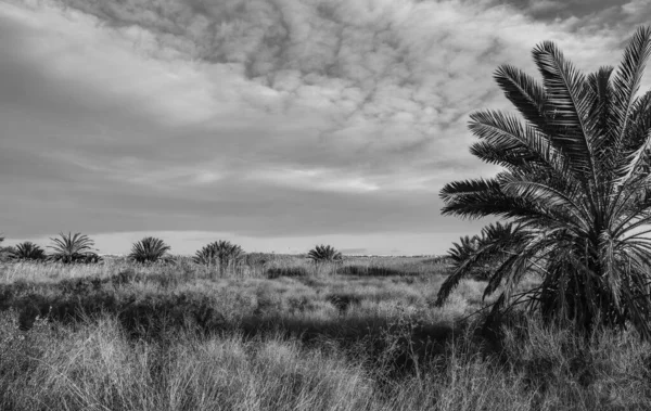 Los Montesinos 'taki Las Salinas kuş barınağında manzara