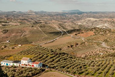 Olvera Güney İspanya 'nın kırsal kesiminde zeytin ağaçları