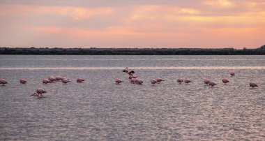 Villeneuve les Maguelone Güney Fransa 'daki Etang de Vic' te pembe flamingolar.