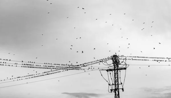 Staring Flock Birds Sit High Voltage Power Lines — Stock Photo, Image