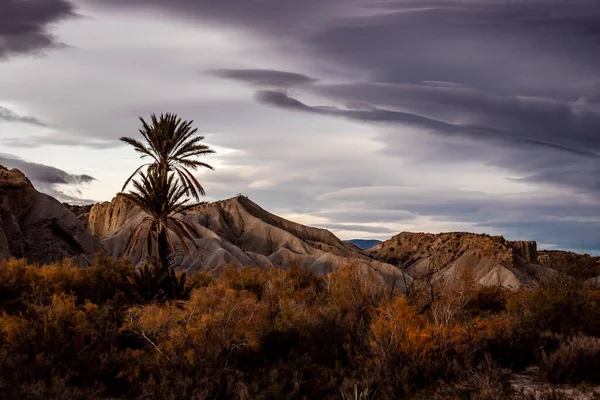 Пейзаж Пальм Пустыне Табернас Альмерии Испания — стоковое фото