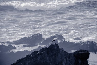 Leylek, Portekiz kıyılarında vahşi Atlantik sörfünün önündeki keskin kayaların üzerinde oturuyor.