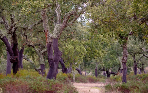 Κορκ Δάσος Βελανιδιάς Τοπίο Στο Alentejo Πορτογαλία — Φωτογραφία Αρχείου