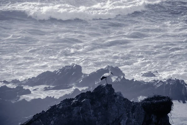 Ooievaar Zittend Scherpe Rotsen Voor Wilde Atlantische Branding Aan Kust — Stockfoto