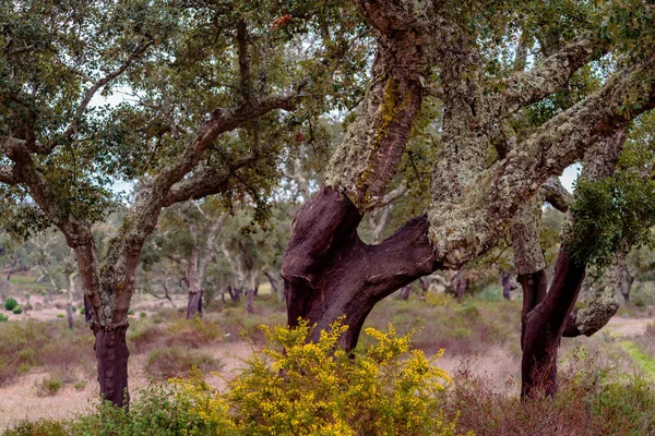 Κορκ Δάσος Βελανιδιάς Τοπίο Στο Alentejo Πορτογαλία — Φωτογραφία Αρχείου