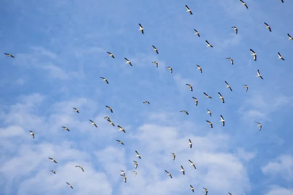Flock Storks Flight Soft Blue Sky — Stock Photo, Image