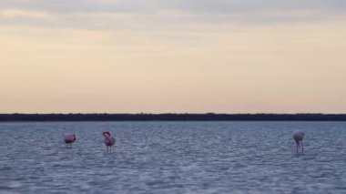 Villeneuve les Maguelone Güney Fransa 'daki Etang de Vic' te pembe flamingolar.