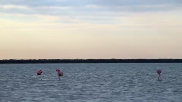 Pink Flamingos Etang Vic Villeneuve Les Maguelone South France — стокове відео