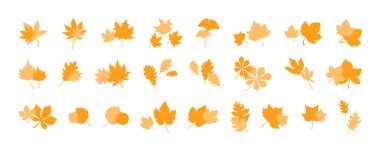 Autumn botanical leaves for design decor. Set of autumn leaves combination, herbal elements. Collection of fall orange leaves. Can be used as decorations for Back to School, Halloween or Thanksgiving.