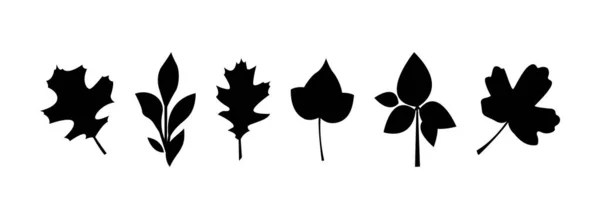 植物叶子用于设计装饰 一组叶子轮廓 草本植物元素 收集黑叶 可用作万圣节或感恩节的秋季装饰品 — 图库矢量图片