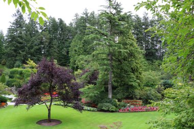 Vancouver, British Columbia 'daki Brentwood Körfezi' ndeki Butchart Garden 'da çiçeklerin ve yüzyıllık ağaçların arasında güzel bir çim. Bahçe, gezegenin en güzel köşelerinden biri olarak ünlüdür.