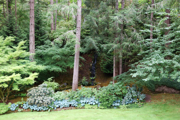 A forest landscape with century-old pine trees in the Butchart Garden in Brentwood Bay on Vancouver Island, British Columbia. The garden is famous as one of the most beautiful corners of the planet.