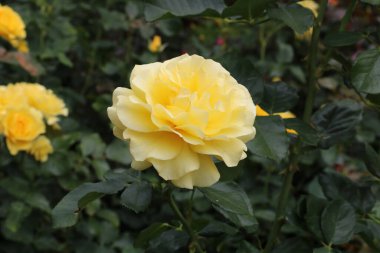 Kayısı Floribunda, Kanada 'nın Britanya Kolumbiyası' ndaki Brentwood Körfezi 'ndeki Butchart Garden' da doğdu. Bu narin kayısı rengi güller herhangi bir bahçenin değerli bir süslemesidir.