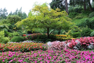 Vancouver Adası, Britanya Kolumbiyası, Kanada 'daki Brentwood Körfezi' ndeki Butchart Garden 'daki tek bir ağacın etrafındaki renkli çiçek tarlaları. Bahçe, gezegenin en güzel köşelerinden biri olarak ünlüdür..