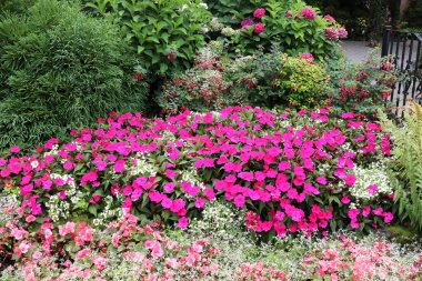 Vancouver Island British Columbia, Kanada 'daki Brentwood Körfezi' ndeki Butchart Garden 'da bir ormanın arka planında pembe petunya. Bahçe, gezegenin en güzel köşelerinden biri olarak ünlüdür.