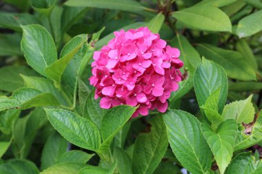 Kocaman, renkli, dolgun şapkaları, gözleri büyülüyor ve sana dünyadaki her şeyi unutturuyor.