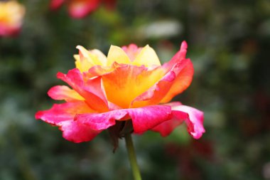 Vancouver British Columbia 'daki Butchart Garden' da Mayland Tea Rose. Bu gül genellikle yüzyılın gülü olarak adlandırılır ve yirminci yüzyılın en sevilen ve ekilmiş güllerinden biridir.