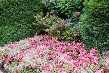 Vancouver Island British Columbia, Kanada 'daki Brentwood Körfezi' ndeki Butchart Garden 'da bir ormanın arka planında pembe petunya. Bahçe, gezegenin en güzel köşelerinden biri olarak ünlüdür.