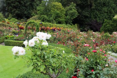 Butchart Gardens Kanada dünyanın en güzel ve en güzel köşelerinden biridir. Şimdi onlar bir çiçek gösterisi ve dünyanın manzara tasarımının başyapıtlarından biri.