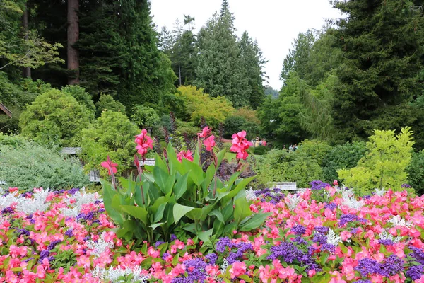 Coloridas Petunias Rodeadas Árboles Flores Butchart Garden Brentwood Bay Vancouver —  Fotos de Stock