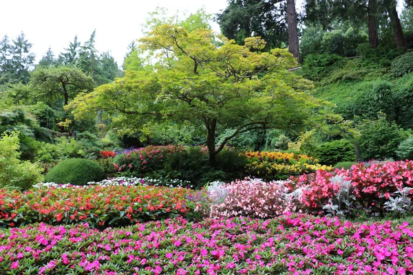 Vancouver Adası, Britanya Kolumbiyası, Kanada 'daki Brentwood Körfezi' ndeki Butchart Garden 'daki tek bir ağacın etrafındaki renkli çiçek tarlaları. Bahçe, gezegenin en güzel köşelerinden biri olarak ünlüdür..