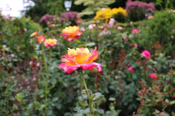 Doris Tisterman Hybrid Tea Roses Butchart Garden Brentwood Bay Vancouver — Foto de Stock