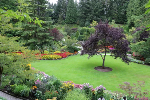 Tertemiz yeşil bir çimenlikteki tek bir ağacın güzel bir kompozisyonu çiçekler arasında ve yüzyıllık ağaçlar arasında Vancouver Adası, Britanya Kolumbiyası, Kanada 'daki Brentwood Körfezi' ndeki Butchart Bahçesi 'nde