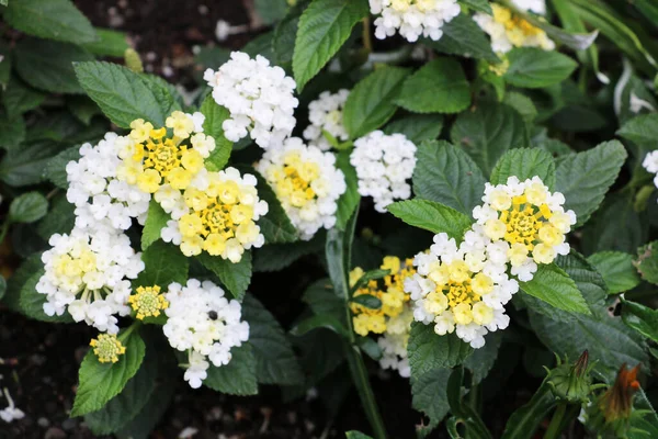 Hydrangea Macrophylla Madame Emile Mouillere, Brentwood Körfezi 'ndeki Butchart Garden' da, Vancouver Adası 'nda, dünyanın çiçek desenli başyapıtlarından biridir.