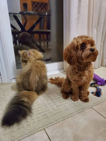 Cat Anfisa Kawapu Bell Brigaram Após Confronto Animais Ficaram Ofendidos — Fotografia de Stock