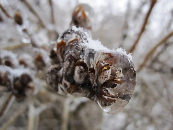 서리와 얼음으로 결정체가 나뭇가지와 있었다 이것은 과이다 — 스톡 사진