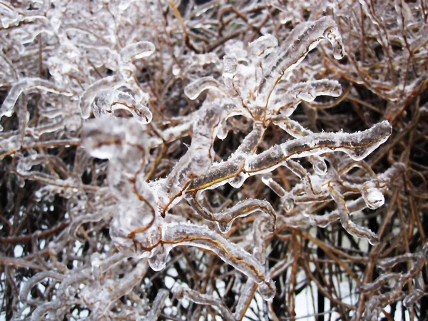 Ijsachtige Regen Bedekt Fragiele Takken Met Een Ijzig Patroon Een — Stockfoto