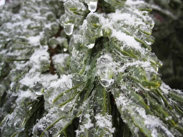 Fagy Jégkristályok Zöld Leveleken Egy Jégkéregben Jeges Eső Következménye — Stock Fotó