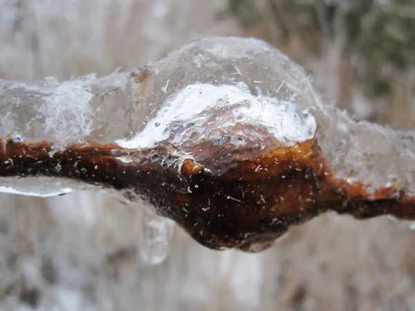 서리와 얼음으로 결정체가 나뭇가지와 있었다 빗방울 이나무 가지를 환상으로 바꾸어 — 스톡 사진