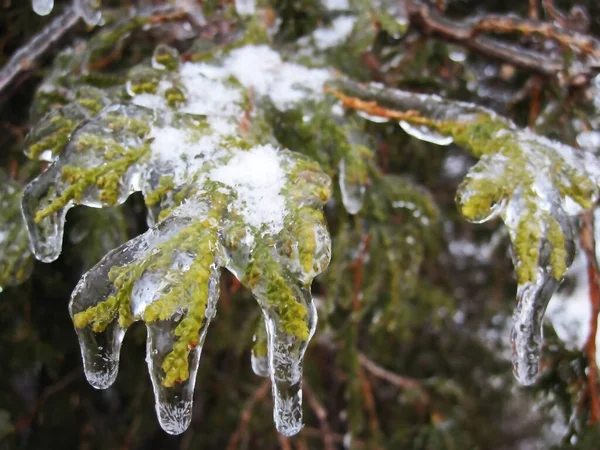 Dans Jardin Les Feuilles Sont Recouvertes Une Croûte Glacée Sont — Photo