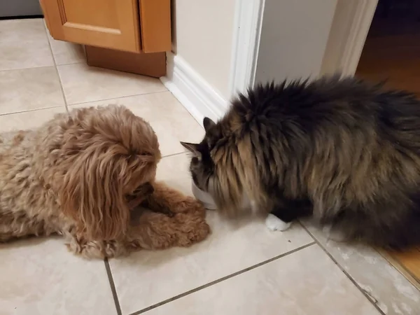 Vezes Parece Que Cão Kawapu Bell Gato Anfisa Falam Com — Fotografia de Stock