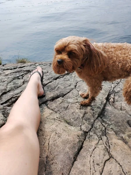 Kawapu Bell Dog Beach — Fotografia de Stock