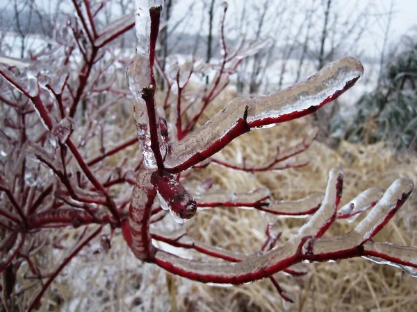 Buzla Kaplı Kırmızı Dallar Harika Görünüyor Bunlar Doğal Bir Olayın — Stok fotoğraf