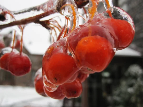 Buzlu Bir Yağmurdan Sonra Donmuş Kızıl Dikenli Meyvelerde Harika Görünüyorlar — Stok fotoğraf