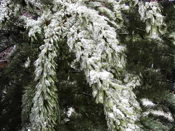 Une Branche Sapin Après Blizzard Est Couverte Neige Comme Manteau — Photo