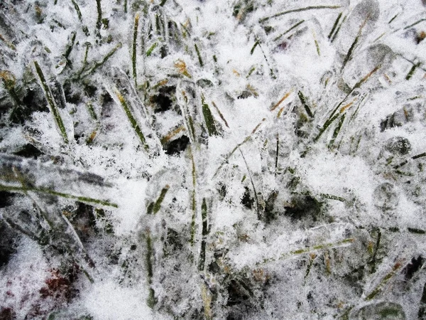 눈보라가 식물을 있습니다 눈덮인 들판에서 얼어붙고 있습니다 — 스톡 사진