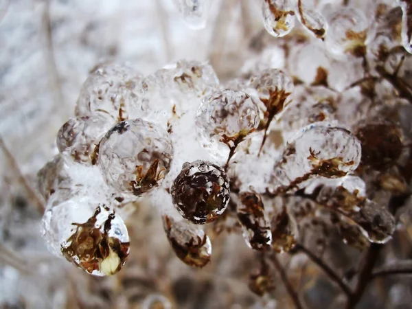 Buzlu Yağmur Ağacın Konilerini Kapladı Onları Noel Ağacı Oyuncakları Gibi — Stok fotoğraf