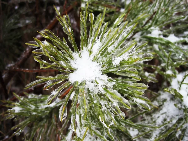Folha Planta Coberta Com Gelo Após Uma Chuva Gelada Parece — Fotografia de Stock