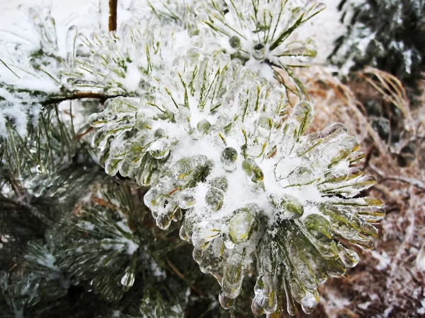 Uma Chuva Gelada Passou Transformou Planta Vaso Cristal — Fotografia de Stock