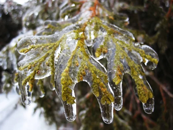 Une Feuille Pivoine Recouverte Pluie Verglaçante Semble Fantastique Comme Glaçage — Photo