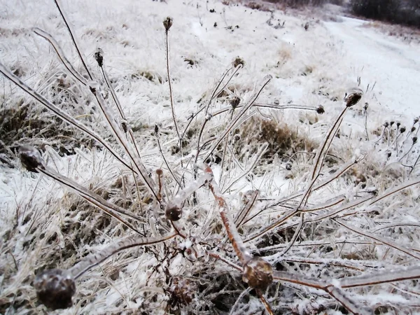 눈보라가 식물을 있습니다 눈덮인 들판에서 얼어붙고 있습니다 — 스톡 사진