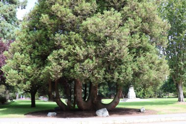 Maximilian Park 'ın Katedral Korusu' ndaki lüks bir antik sekoya. Vancouver Adası. sland sequoias dünyadaki en büyük ağaçtır. O kadar eskiler ki dinozorları bile buldular.