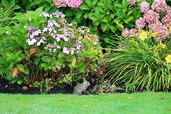 Butchart Parkでは 動物は花壇の間を自由に歩きます 写真では ウサギはピンクのアジサイの間で芝生の上に自由に座っていて 訪問者のためにポーズさえしています — ストック写真